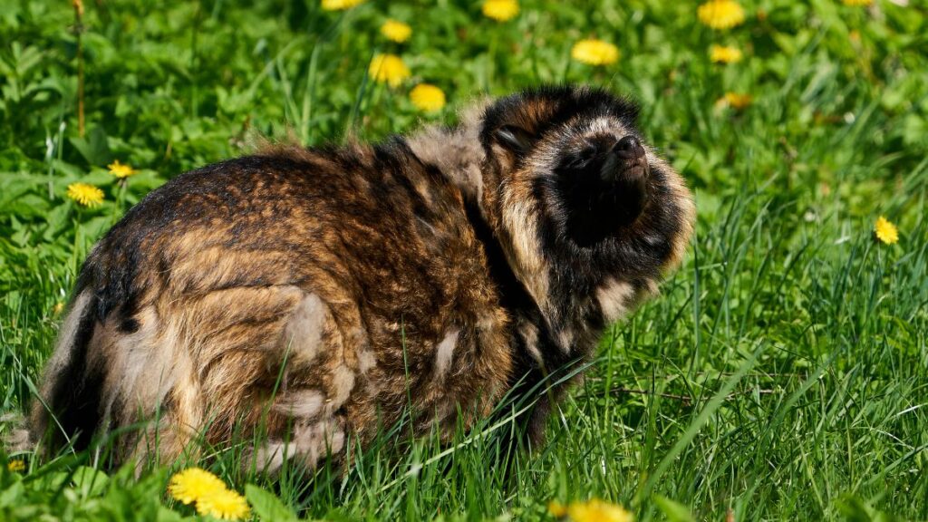 Egy nyestkutya a zöld fűben, virágok között pihen.