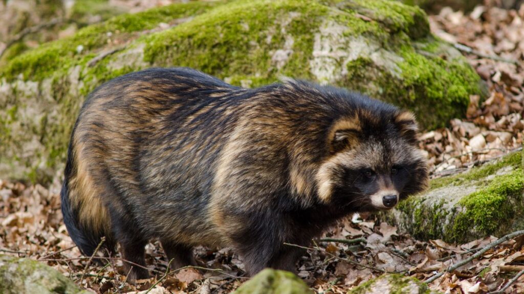 Egy nyestkutya sétál egy erdős területen, mohás kövek között.
