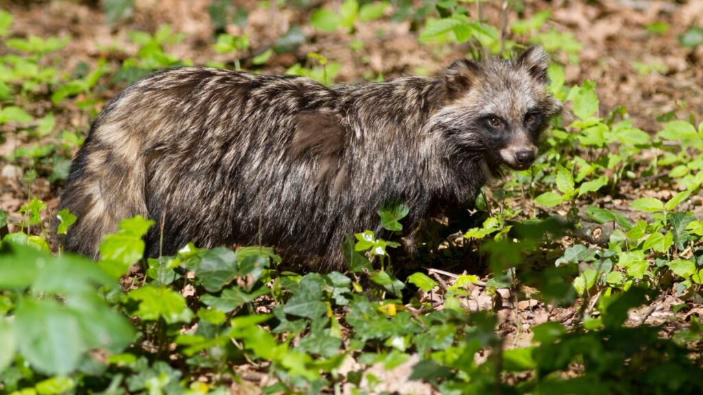 Egy nyestkutya a zöld növényzet között, természetes környezetben.