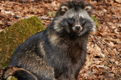Egy nyestkutya ül egy moha borította sziklán, az erdő talaján.