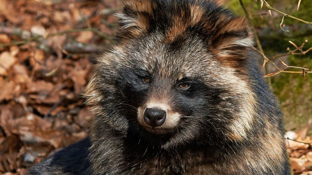 Egy nyestkutya arca, barna és fekete szőrzettel, az erdő talaján ülve.