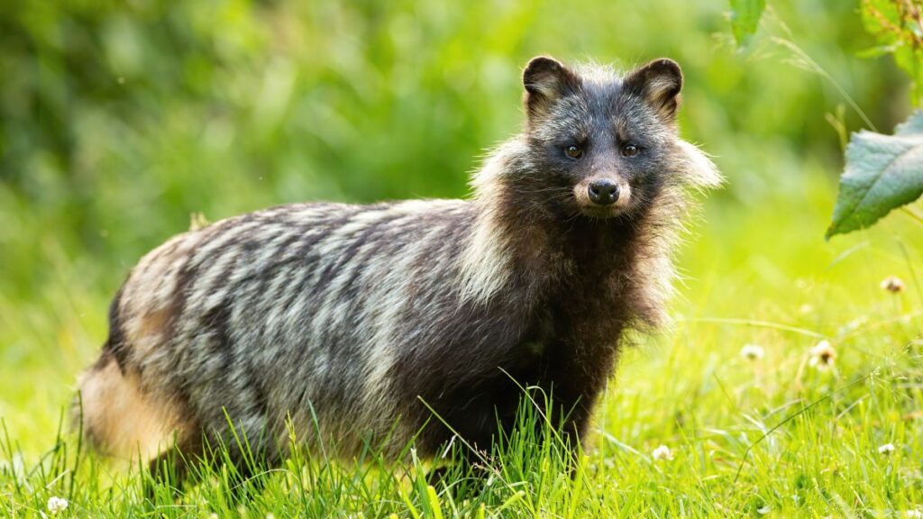 Egy nyestkutya zöld fűben áll, szőrzetén csíkos mintázattal.