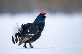 Egy nyírfajd áll a hóban, élénk piros fejjel és fekete tollakkal.