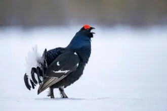 Egy nyírfajd áll a hóban, élénk piros fejjel és fekete tollakkal.