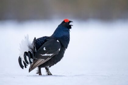 Egy nyírfajd áll a hóban, élénk piros fejjel és fekete tollakkal.