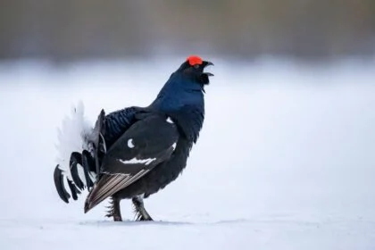 Egy nyírfajd áll a hóban, élénk piros fejjel és fekete tollakkal.