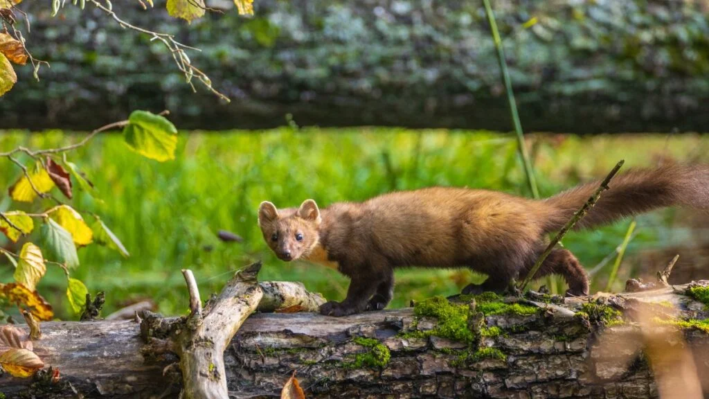Egy nyuszt egy fán áll, körülötte zöld fű és őszi levelek láthatók.