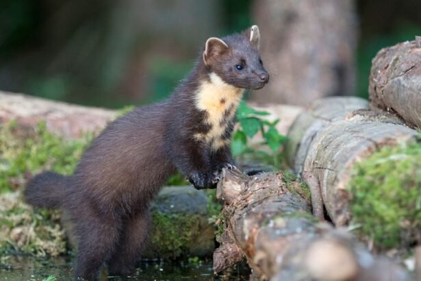 Egy nyuszt áll egy fán, figyelmesen néz körül a természetben.