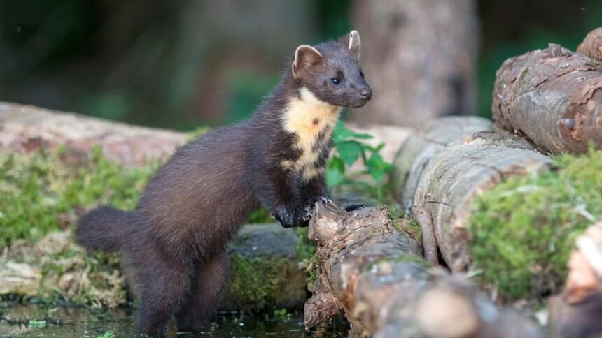 Egy nyuszt áll egy fán, figyelmesen néz körül a természetben.