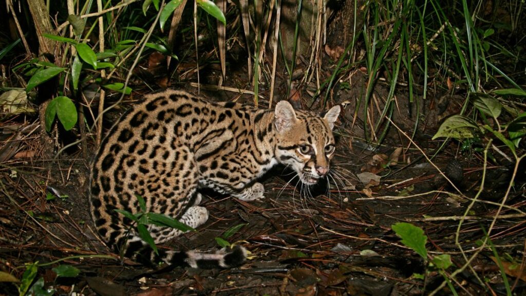Egy ocelot a dzsungelben, figyelmesen néz körül, körülötte zöld növényzet.