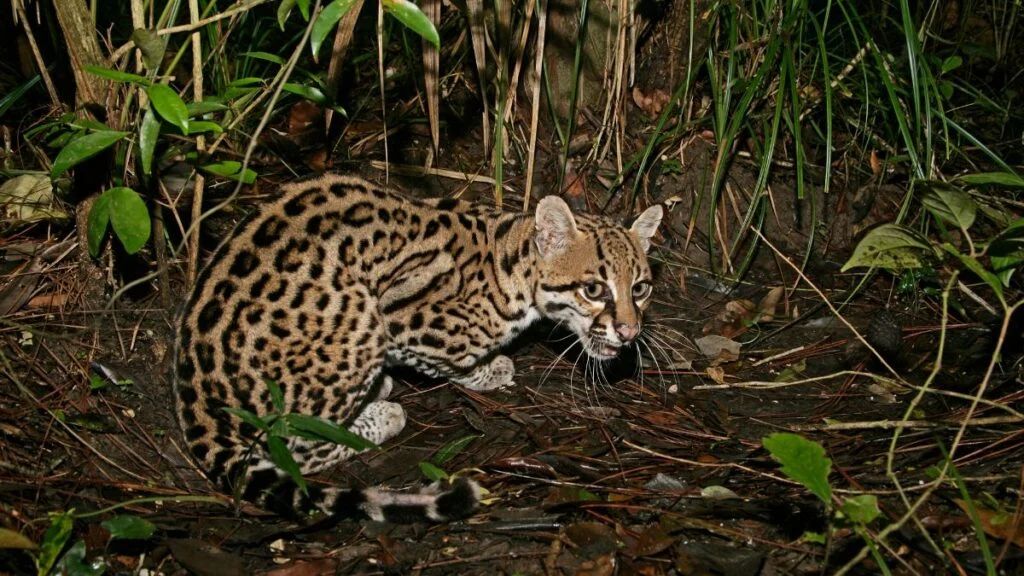 Egy ocelot a dzsungelben, figyelmesen néz körül, körülötte zöld növényzet.