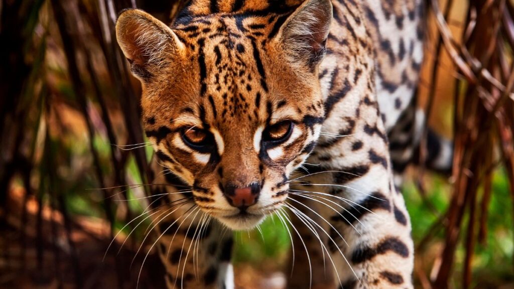 Egy ocelot közelről, a természetben, a fű között sétálva.
