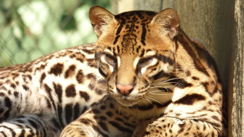 Egy ocelot pihen a napfényben, szőrzete gyönyörű mintázattal rendelkezik.