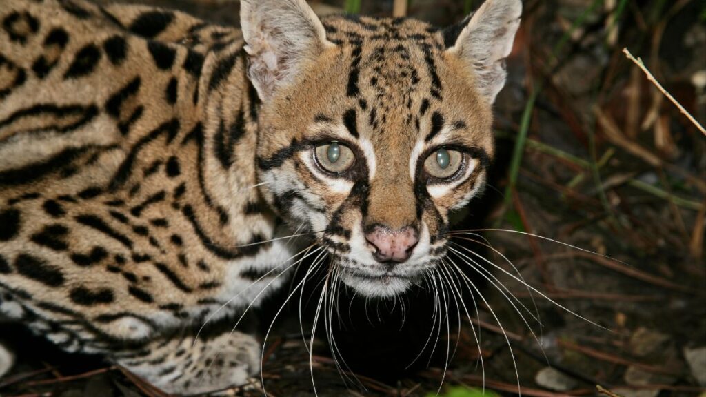 Egy ocelot közelről, éles tekintettel néz a kamerába, foltos bundával.