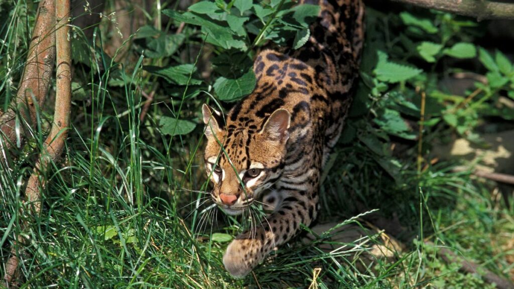 Egy ocelot, a sűrű növényzet között, óvatosan lépkedve.