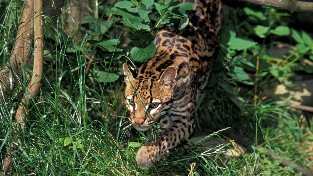 Egy ocelot, a sűrű növényzet között, óvatosan lépkedve.