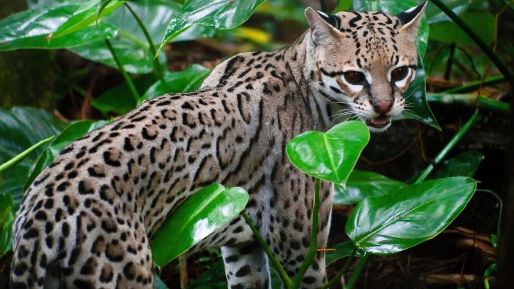 Egy ocelot rejtőzködik a zöld levelek között, figyelmesen néz körül.