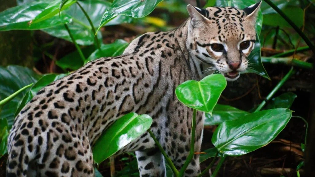 Egy ocelot rejtőzködik a zöld levelek között, figyelmesen néz körül.