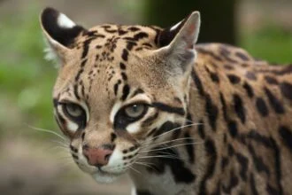 Egy ocelot arca, részletes mintázattal és élénk szemekkel.