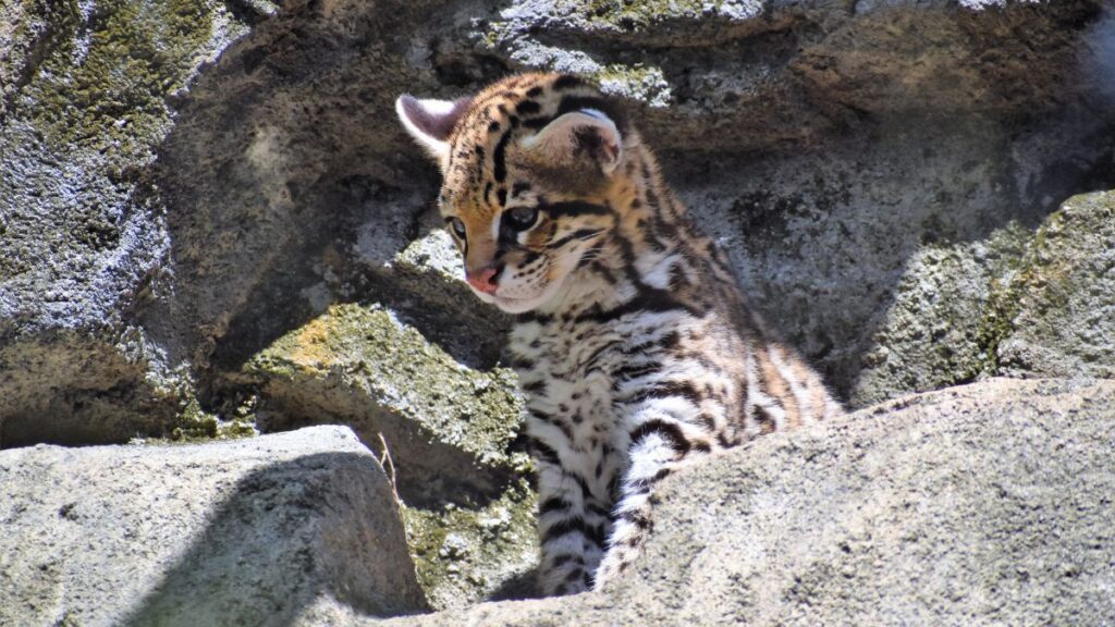 Egy fiatal ocelot, szőrén a jellegzetes foltokkal, sziklás háttér előtt.