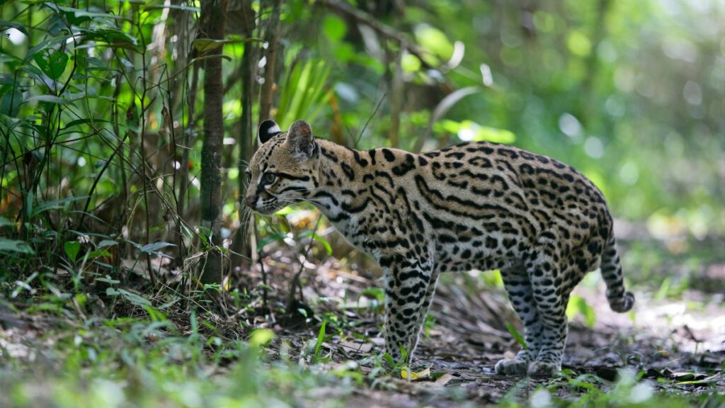 Egy ocelot sétál a dzsungelben, körülötte zöld növényzet.