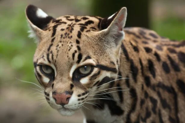 Egy ocelot arca, részletes mintázattal és élénk szemekkel.