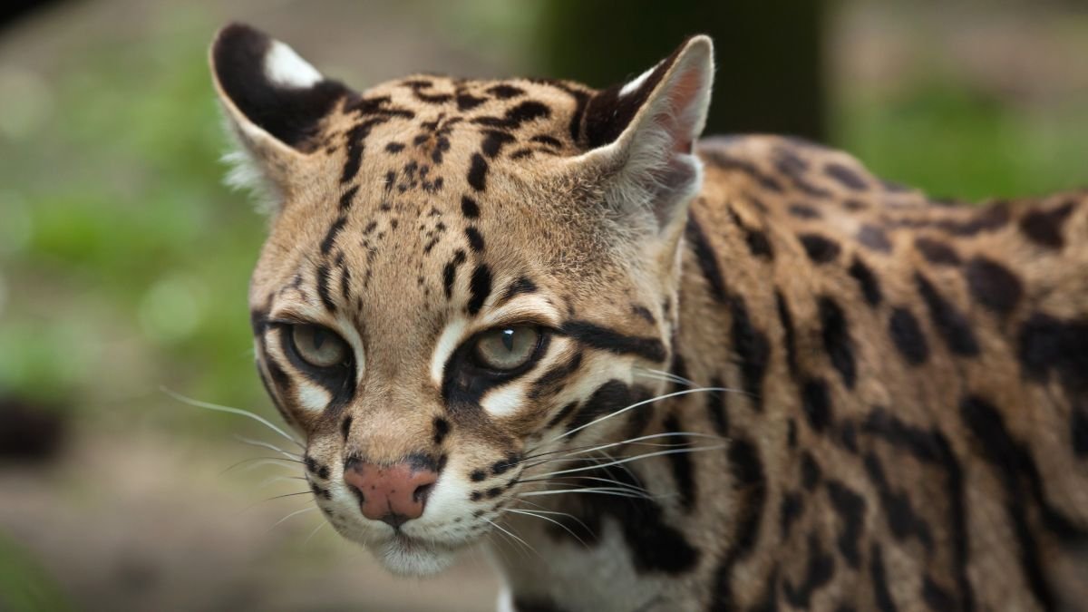 Egy ocelot arca, részletes mintázattal és élénk szemekkel.