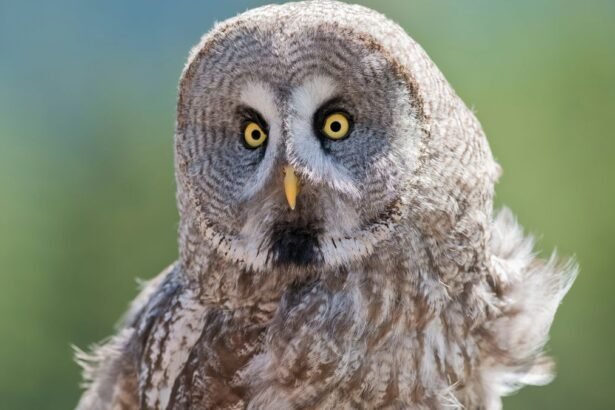 Egy szakállas bagoly, szürke tollazattal és élénk sárga szemekkel, háttérben zöldes tájjal.