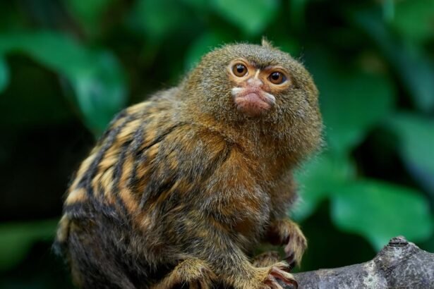 Egy törpe selyemmajom ül egy ágon, figyelmesen néz körül.