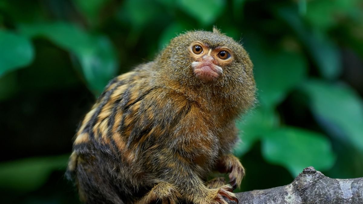 Egy törpe selyemmajom ül egy ágon, figyelmesen néz körül.