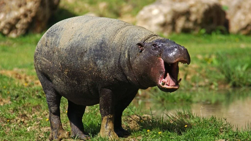 Egy törpe víziló áll a zöld fűben, széles szájjal, mintha éppen hangot adna.