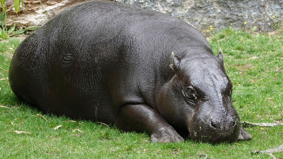 Egy törpe víziló fekszik a zöld fűben, nyugodt és pihentető pózban.