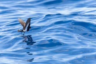Egy új-zélandi viharfecske repül a kék víz felett, lábai a víz felszínén érintkeznek.