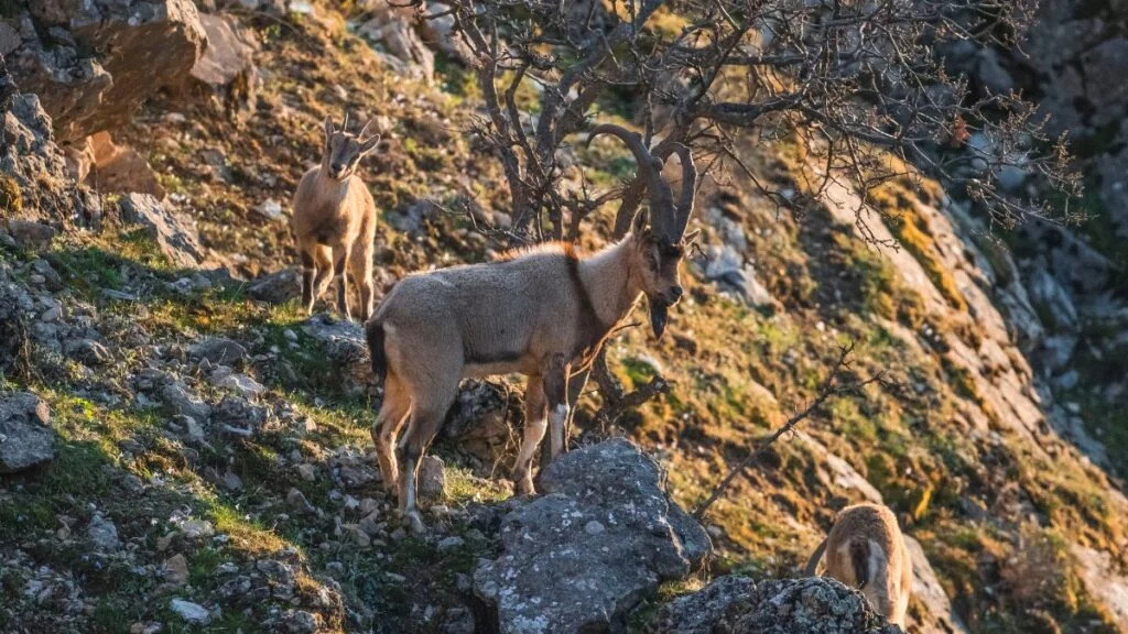Vadkecskék egy sziklás területen, napfényben pihenve.