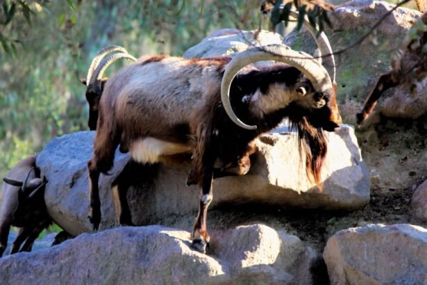 Egy vadkecske kúszik a köveken, szép szarvai és bundája van.