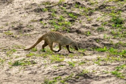 Zebramungó sétál a földön, körülötte zöld fűvel.