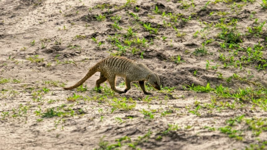 Zebramungó sétál a földön, körülötte zöld fűvel.
