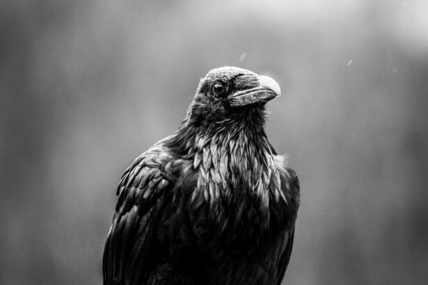 Egy fekete-fehér képen látható holló, amely a kamerába néz.