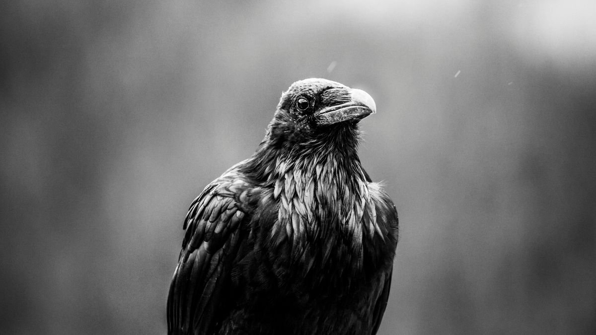 Egy fekete-fehér képen látható holló, amely a kamerába néz.