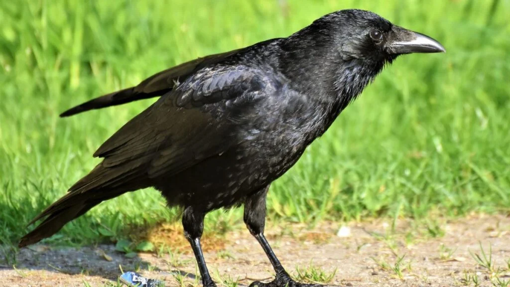 Egy fekete varjú áll a zöld fűben, figyelmesen néz körül.