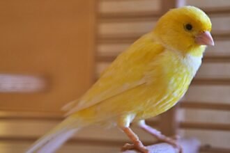 Egy sárga kanári madár ül egy rácsos kalitkában, élénk színével vonzza a figyelmet.