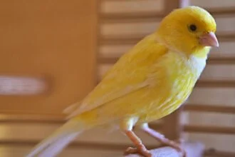 Egy sárga kanári madár ül egy rácsos kalitkában, élénk színével vonzza a figyelmet.