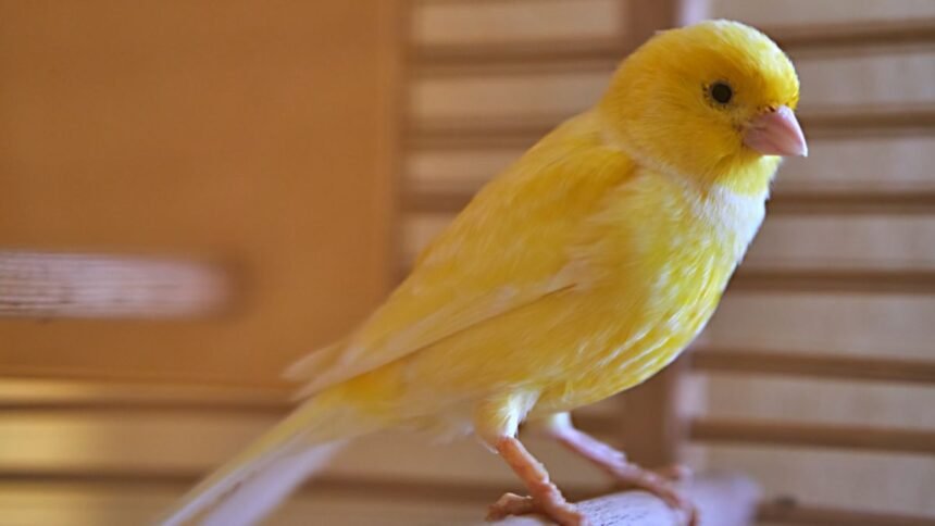 Egy sárga kanári madár ül egy rácsos kalitkában, élénk színével vonzza a figyelmet.