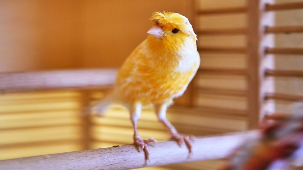 Egy élénk sárga kanári egy fából készült rúdra állva, a háttér homályos.