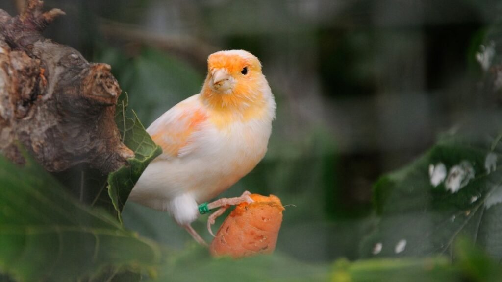Egy színes kanári, amely éppen egy répát tart a lábával, zöld levelek között.