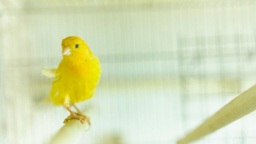 Egy élénk sárga kanári ül egy rúdra, háttérben madárkalitkával.