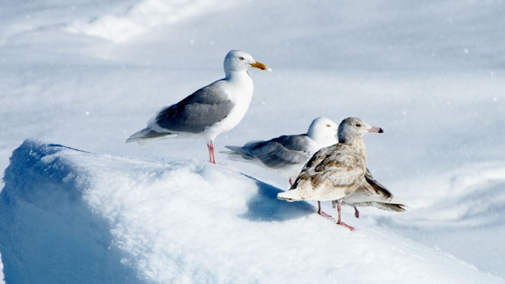 Három sirály áll egy hóval borított jégtömbön, a háttérben csillogó hóval.