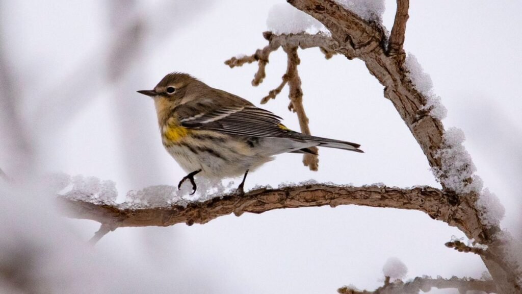Egy kis madár áll egy hóval borított ágon, téli tájban.