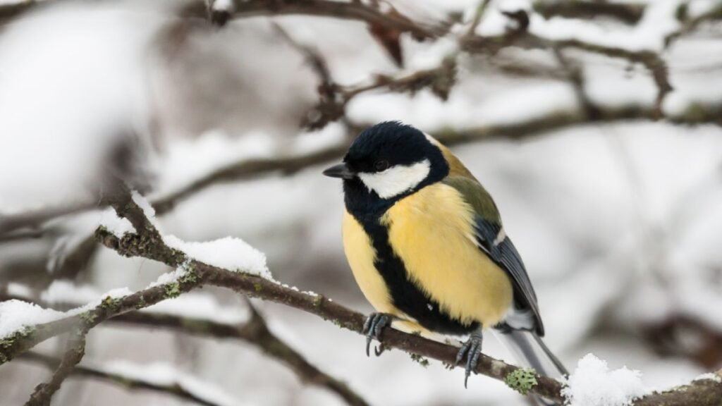 Egy színes madár ül egy ágon, hóval borított környezetben.