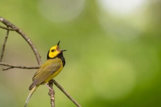 Egy színes madár ül egy ágon, éppen énekel a zöld háttér előtt.